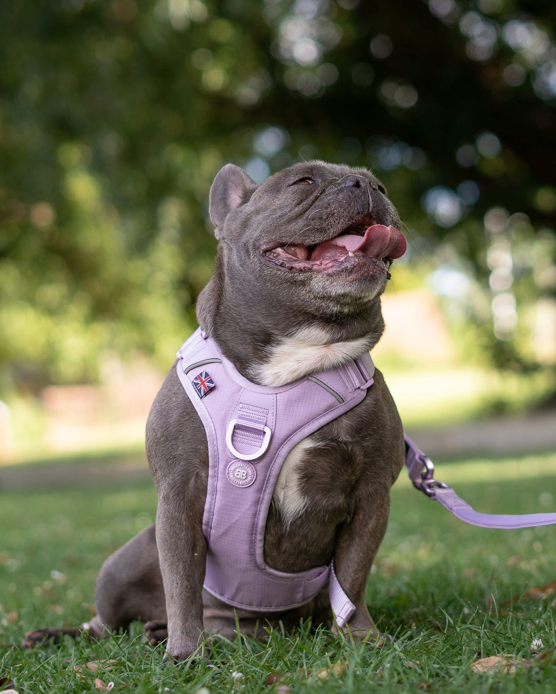 featured image of Anti Pull Hurricane Harness Lighter | With Handle - Lavender X Ube