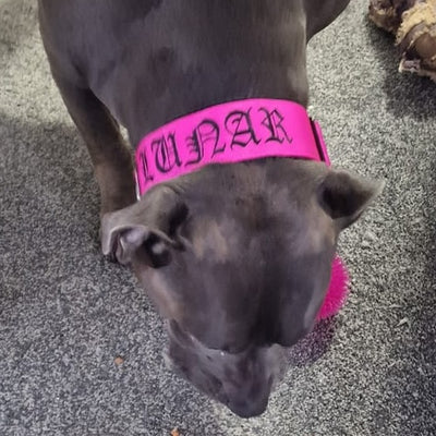 Magenta collar, black text in old English font