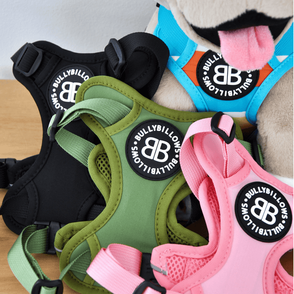 XL Bully Teddy Bear Harness | Black