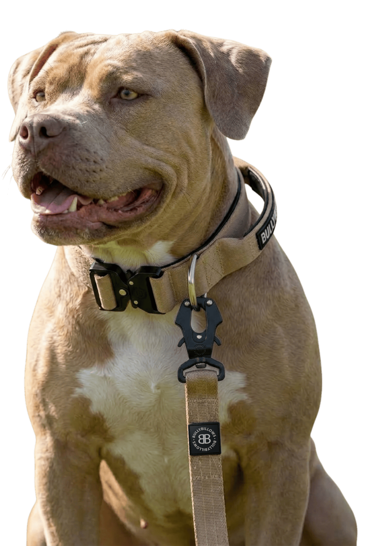 photo of XL Bullies
