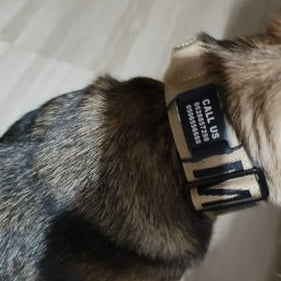Black ID attachment on a tan combat collar