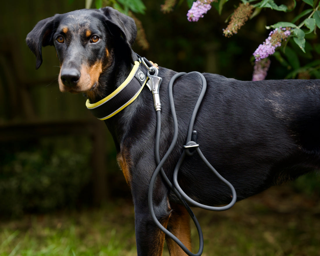 featured image of Cord Lead 2.2meters - Black