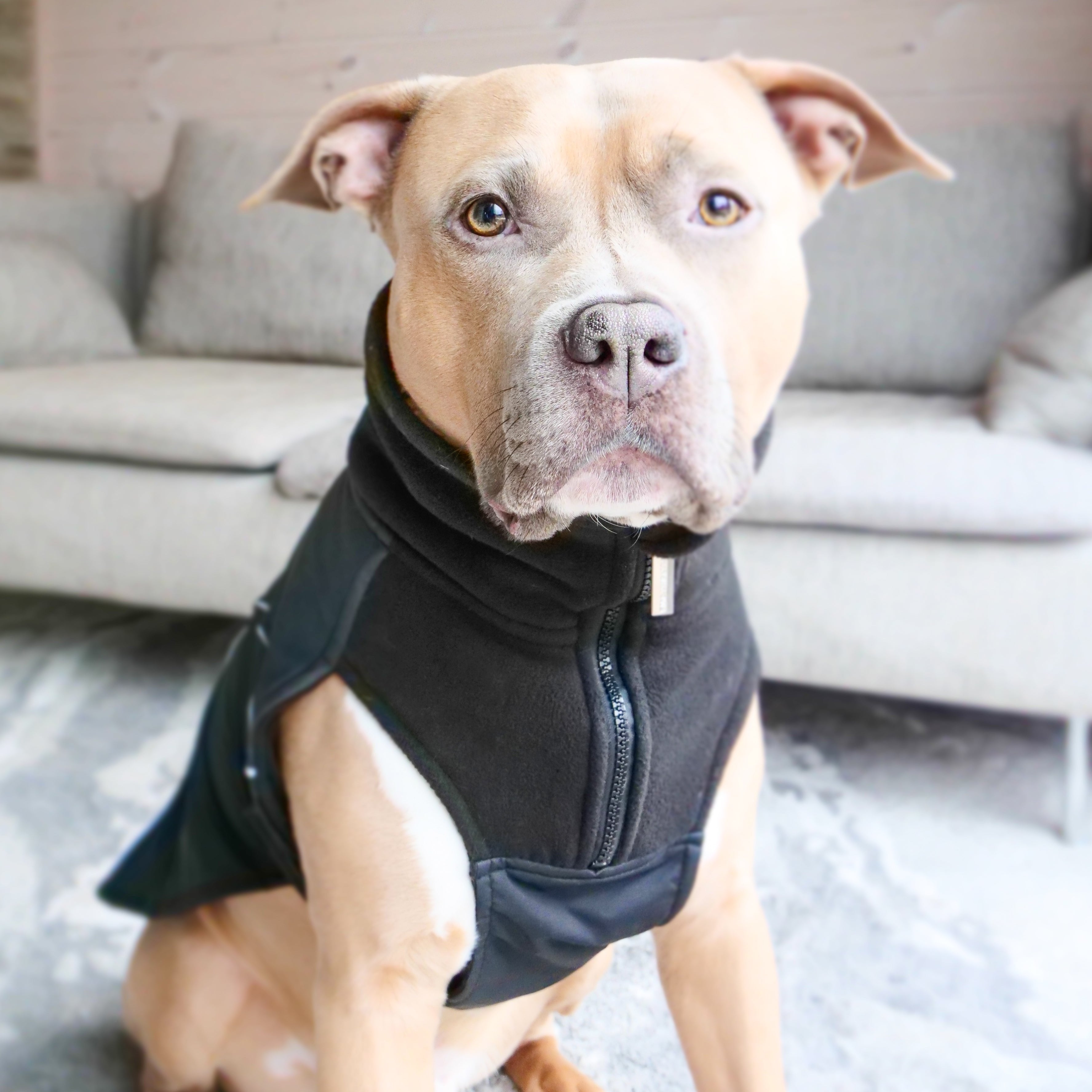 Dog Coat With Zip Shower Proof Black – BullyBillows