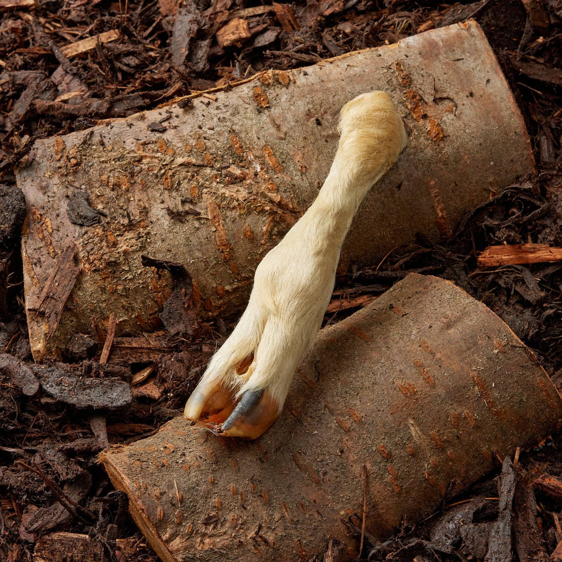 featured image of Hairy Lamb Leg