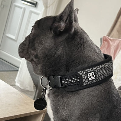 Grey French Bulldog wearing BullyBillows Combat Collar in black with metal tag and padded strap, sitting indoors near white door and pink cushion.