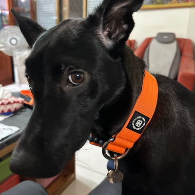 Black dog wearing BullyBillows 5 cm Combat Collar in orange with secure clip and handle, sitting indoors near red sofa.