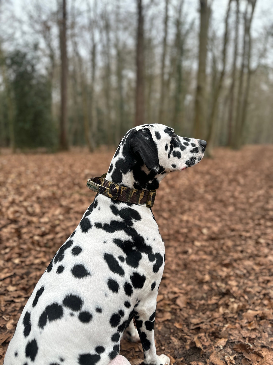 featured image of 4cm Lighter Combat® Collar | With Handle & Secure Clip - Green Camouflage