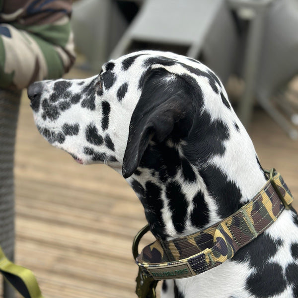 2.5cm Lighter Combat® Collar | Pink Camouflage