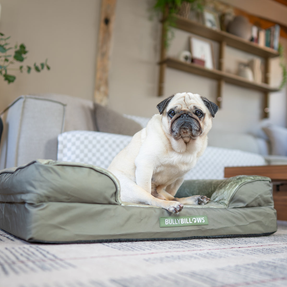 featured image of Dog Bed Cover | Sage