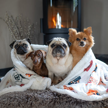 puggy, pops 😇, yumyum, pomegranate & sugar 