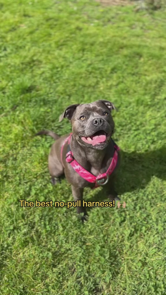 Strong Dog Approved 💪