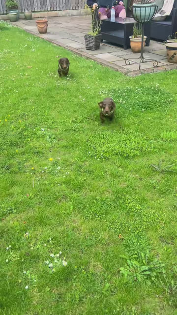 Walks Just Got Better 🐾