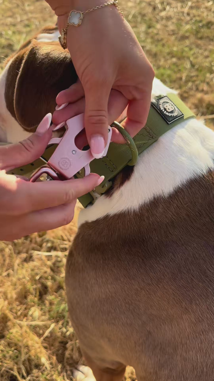 Recall Training Essential 🐾