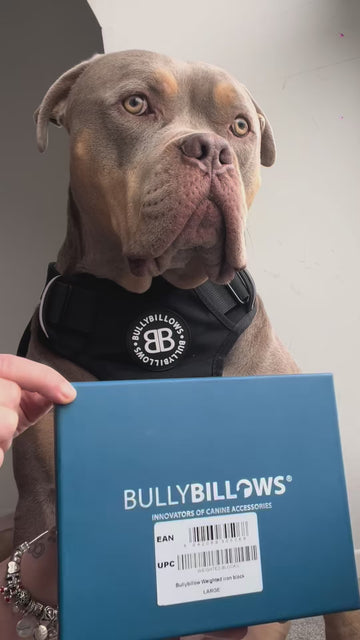 Working Dog Energy 🔥
