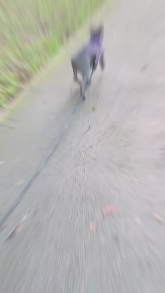 Perfect For Adventure Dogs 🐶