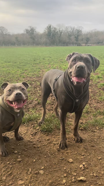 Stress Free Walk Prep 🐾