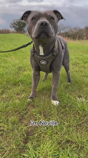 Perfect Everyday Harness ✨