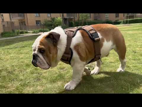 Premium Comfort Herringbone Harness | Non Restrictive - Charcoal Black