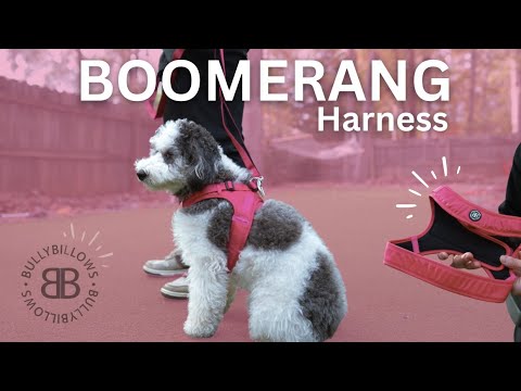 Boomerang Harness - XS-M Breeds - Teal