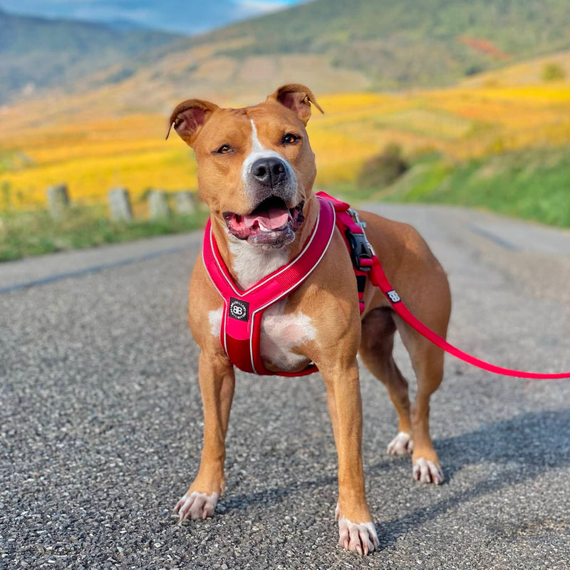 Slip-on Harness & Mini Combat Lead Bundle – Red