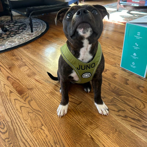 Olive green harness with black text in block font
