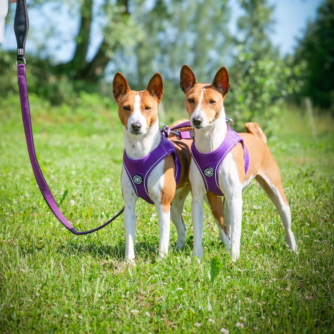 featured image of Step in Harness | XS-M Breeds