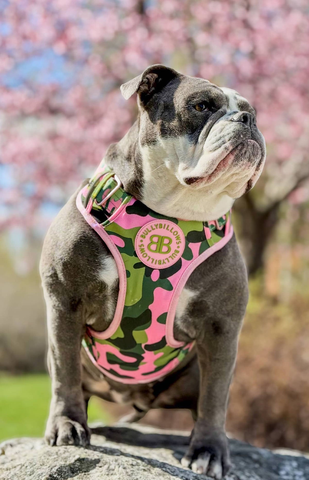 @swedishbulldogfamily