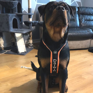 Black & orange harness with white text in block font