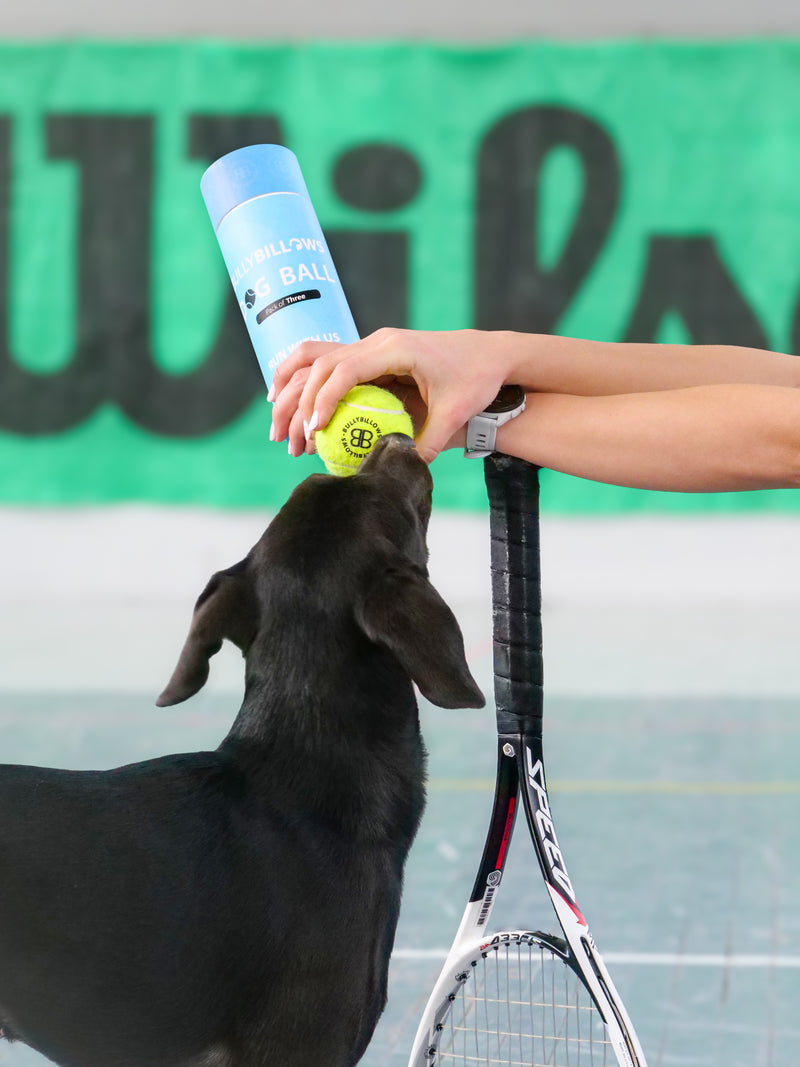 Dog Tennis Balls