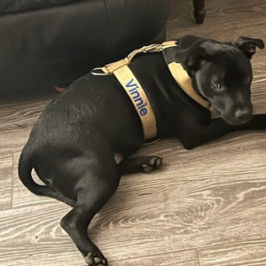 Tan harness with blue text in BullyBillows font