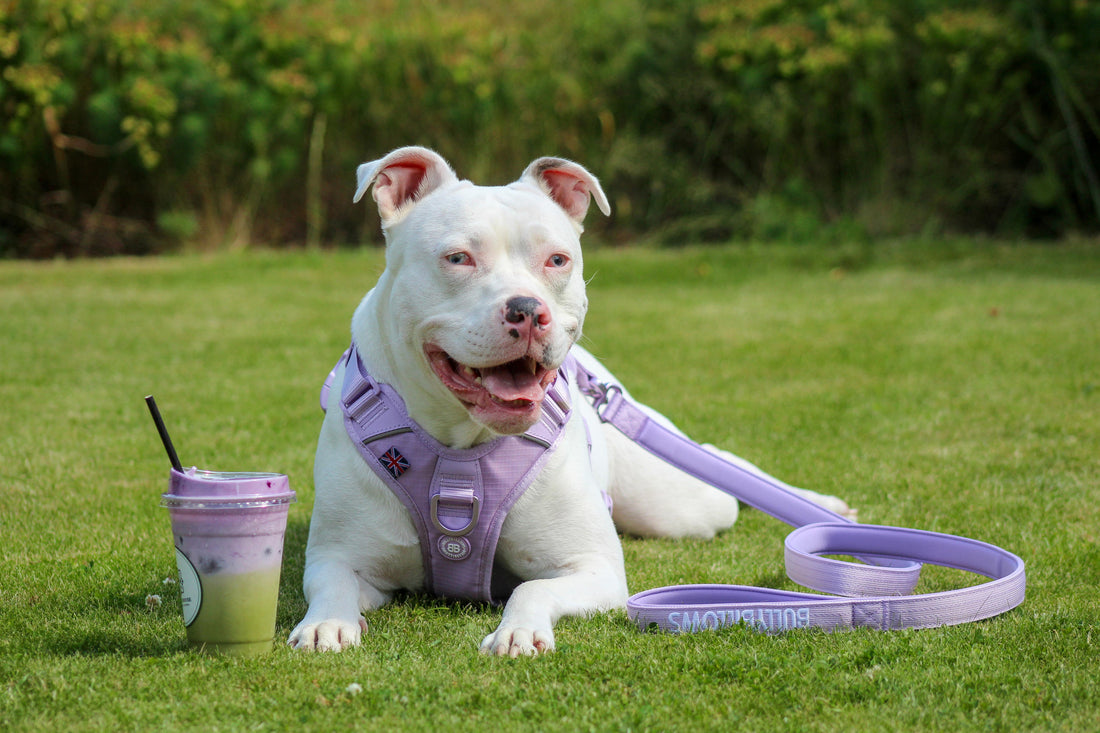 featured image of Anti Pull Hurricane Harness Lighter | With Handle - Lavender X Ube