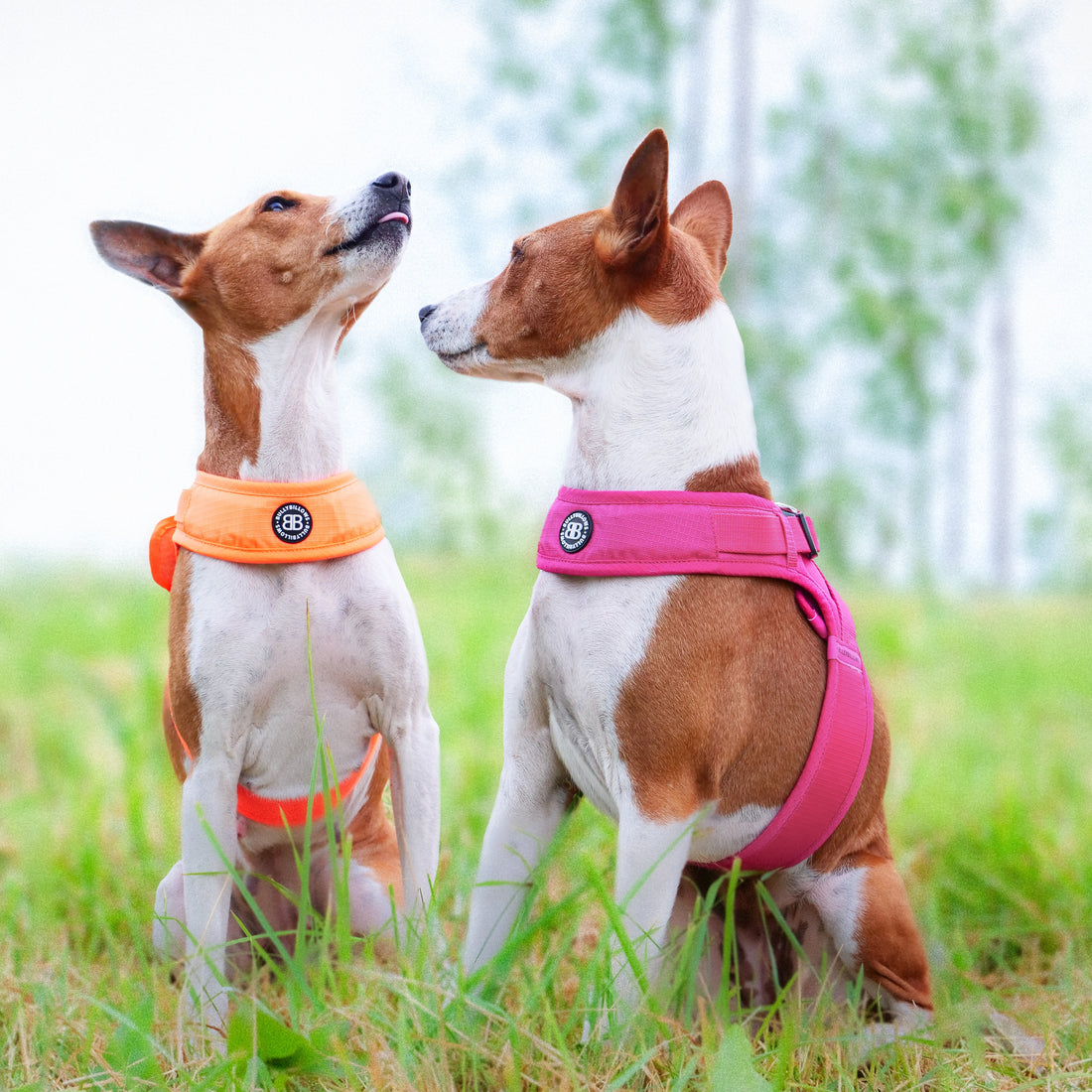 featured image of Boomerang Harness | XS-M Breeds