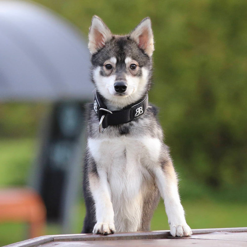 4cm Slip on Collar | Foam Padded - Yellow