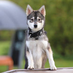 4cm RR Collar | Soft Padded & Reflective | Series 2 - Metal Grey