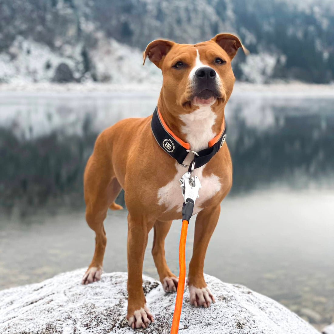 featured image of 5cm Slip on Collar | Foam Padded - Metal Grey