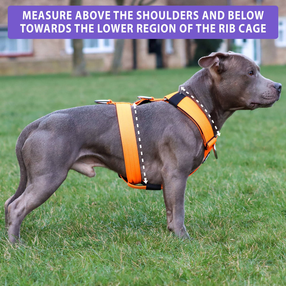 featured image of Anti-Pull TRI-Harness® | Training Dog Harness for All Breeds - Lightning