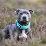 5cm RR Collar | Soft Padded & Reflective | Series 2 - Yellow