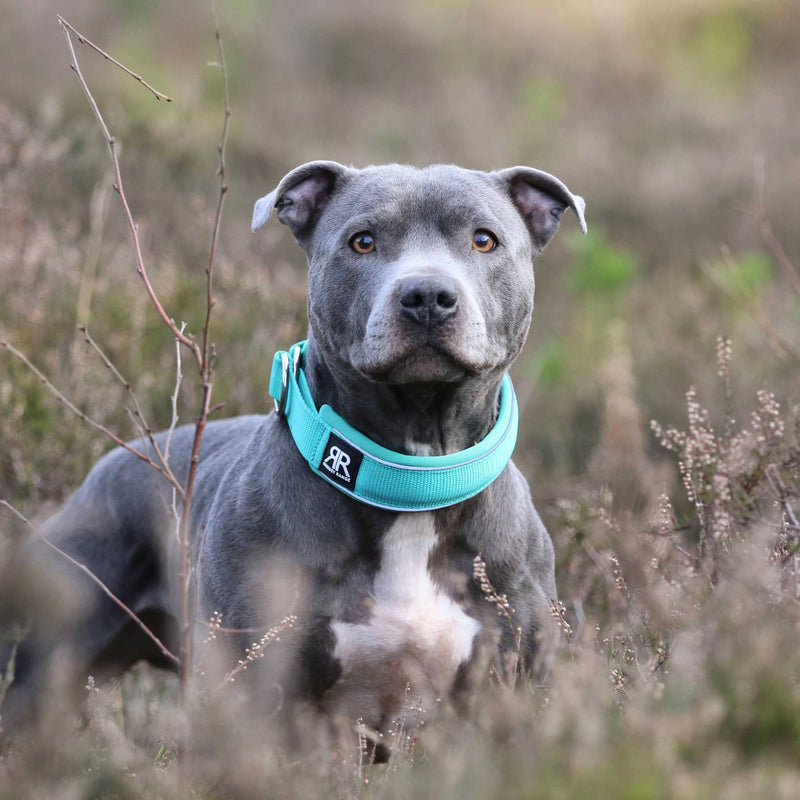 5cm Slip on Collar | Foam Padded - Turquoise