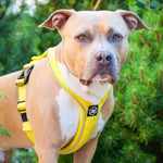 Slip on Padded Comfort Harness | Non Restrictive & Reflective - Yellow
