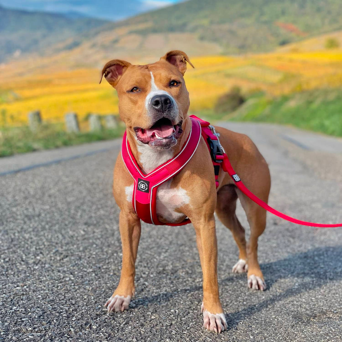 featured image of Slip on Harness | Foam Padded - Metal Grey
