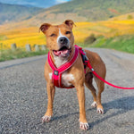 RR - Slip on Padded Comfort Harness | Non Restrictive & Reflective - Purple